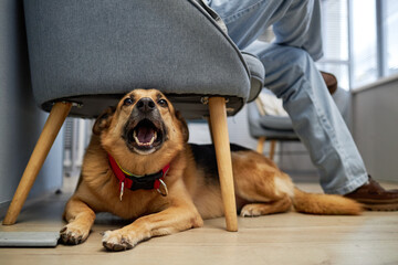 Happy mixed breed dog with mouth open lying under armchair waiting for appointment time with male...