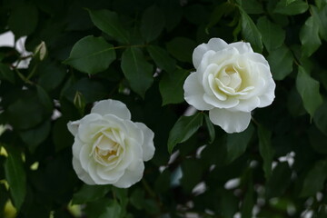 花の女王