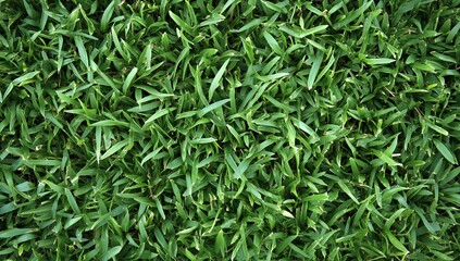 Obraz premium Close-up of vibrant green grass