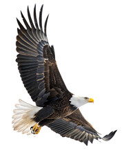 Obraz premium Large eagle is flying in the air. On transparent background. Png