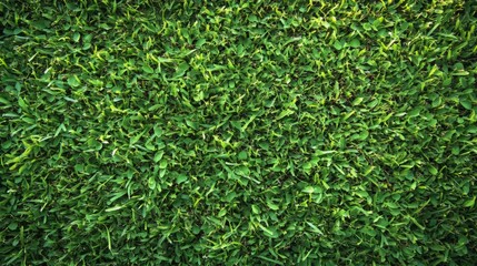 Close-up of lush green grass lawn with dense uniform texture