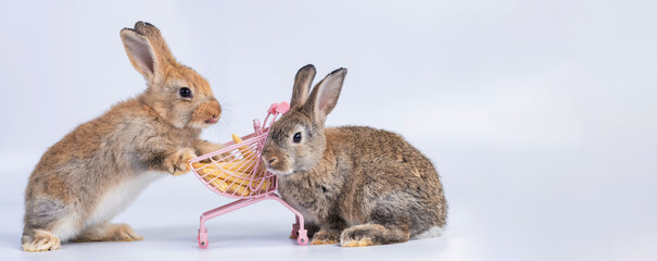 bunny Easter fluffy baby rabbit or new born rabbit. baby cute rabbit or new born adorable bunny. Easter Bunny.  Symbol of Easter day.