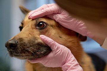 Close up on hands of vet specialist in gloves carefully examining dogs eye during routine physical...