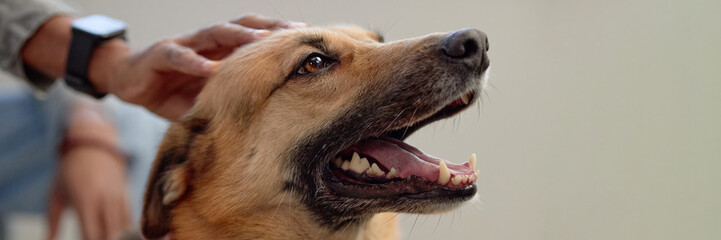 Website header shot of happy mixed breed dog sitting indoors with mouth slightly open enjoying being petted by male owner, copy space