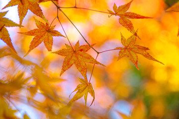 色鮮やかに紅葉したモミジの葉のクローズアップ