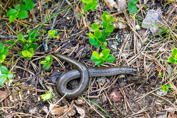 Dead Slow-worm lying on the forest floor