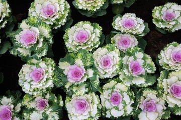 Blossom of beautiful flower for background. top view.