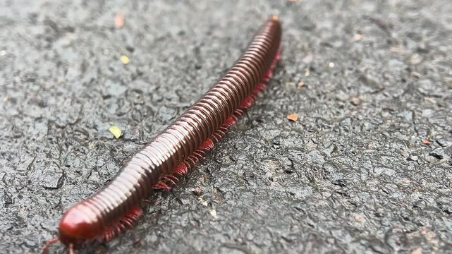 Milipede in Indonesia is often called "kaki seribu" very exotic