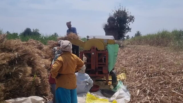 Farmer labours working in farm threshing wheat crop