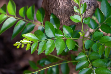 Obraz premium Fresh organic curry leaves, Curry leaves tree plant close up
