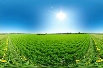 Vibrant Green Field Under a Sunny Sky with Wildflowers Blooming Along the Edges