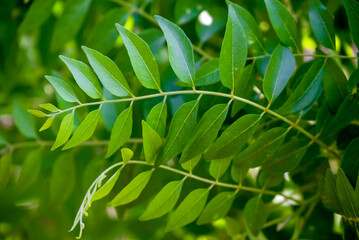 Fresh organic curry leaves, Curry leaves tree plant close up