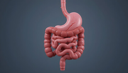 Human Digestive System Anatomy