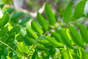 Fresh organic curry leaves, Curry leaves tree plant close up