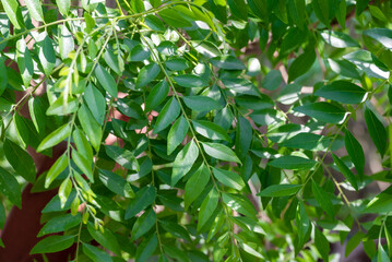 Fresh organic curry leaves, Curry leaves tree plant close up