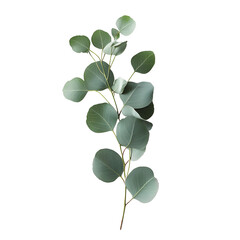 Obraz premium Fresh eucalyptus sprig, cut out, placed on white or transparent background