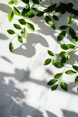 Minimalist Flat Lay of Green Leaves with Soft Shadows on Marble Background