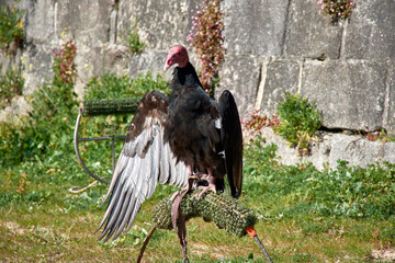 Turkey vulture extending its wings to dry while resting on a wooden perch