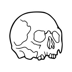 outline drawing of a human skull vector illustration