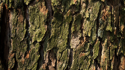 tree bark texture as background