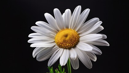 Chamomile on a black background
