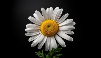 Chamomile on a black background