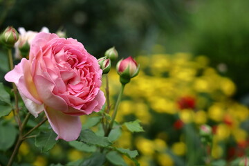 花の女王