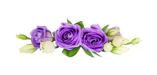 Purple eustoma flowers in a line floral arrangement isolated on white or transparent background