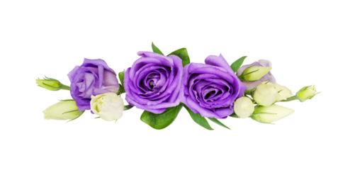 Purple eustoma flowers in a line floral arrangement isolated on white or transparent background