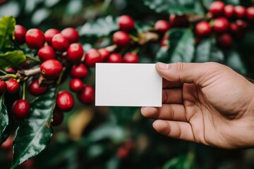 hand holding blank business card mockup with coffee plantation setting, full of red cherry coffee, blank white paper on coffee farm