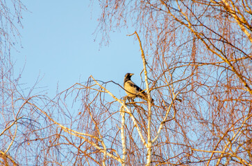 A hooded crow perches high on slender birch branches in golden light. Birdwatching, peaceful mood, telephoto shot, high angle, natural habitat, winter trees, warm glow, sky, wilderness.