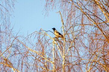 A hooded crow perches high on slender birch branches in golden light. Birdwatching, peaceful mood, telephoto shot, high angle, natural habitat, winter trees, warm glow, sky, wilderness.