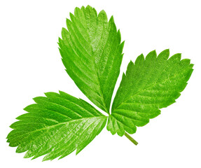 Strawberry leaf isolated on white Clipping Path