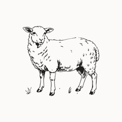 sheep on white background. Hand drawn illustration of the beautiful black and white animal. Line art drawing in vintage style. transportation. white background