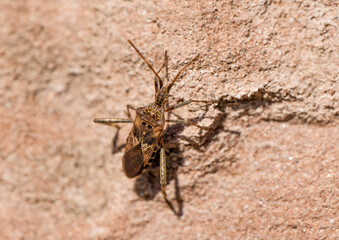 American pine bug on rocky ground. Leptoglossus occidentalis. Western conifer seed bug.
