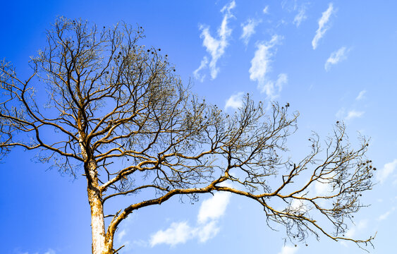Bare tree against a blue sky in winter
