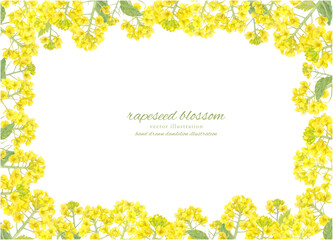 水彩で描いた菜の花のベクターイラスト
