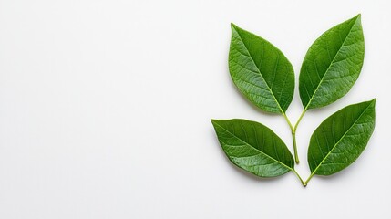 Fresh green leaves arranged neatly on a white background nature photography minimalist style