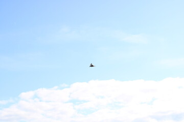 A bird flies against a background of blue sky and clouds,
