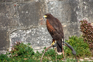 Powerful bird of prey Harris's hawk perched on a stand in an outdoor setting