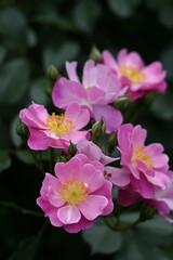 花の女王