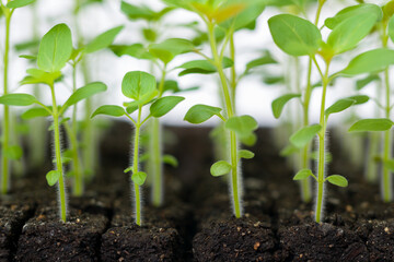 Growing snapdragon flower seedlings in soil blocks. Air pruning means that the initial roots...