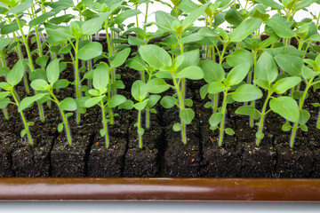 Growing snapdragon flower seedlings in soil blocks. Air pruning means that the initial roots...