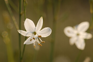 Anthericum