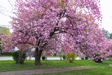 Obraz premium Sakura tree in full bloom. Branches spread wide, green lawn around.backgrounds for advertising design, travel guides, calendars. High quality photo