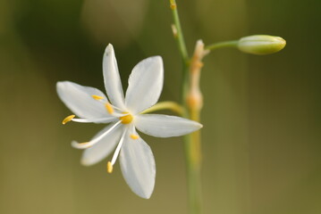 Obraz premium Anthericum