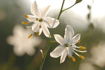 Fototapeta premium Anthericum