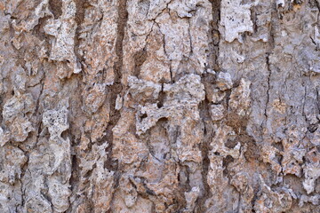The texture of tree bark in nature, Photo of a seamless texture of oak bark, The bark of a tree is rough and has many cracks