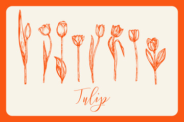 Tulip flower botanical sketch outline illustration set. Tulip flowers spring doodle drawing in engraving style. Hand drawn vector line art clipart