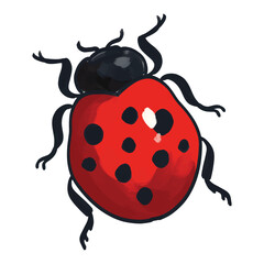 ladybug on white background